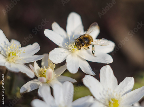 A bee on a snowdrop flower in spring. The first flowers, the awakening of nature.