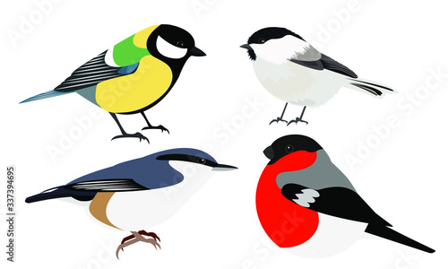 chickadee, great tit, nuthatch and bullfinch bird, vector b isolated on white background