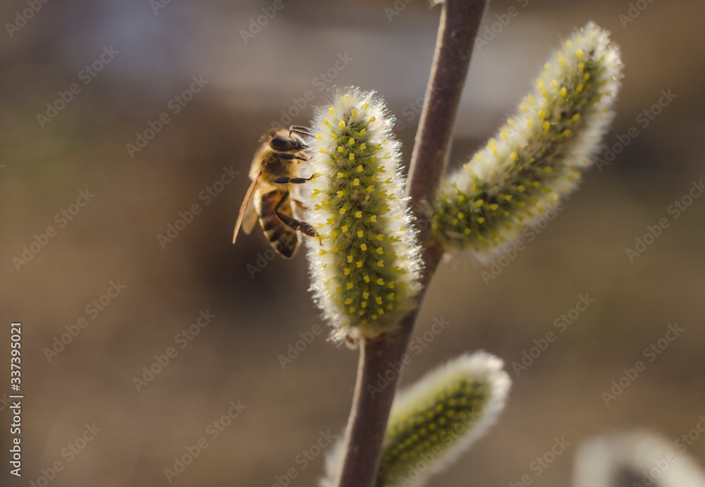 A bee on a willow branch with fluffy buds-flowers on a natural background. Awakening of nature. Spring flowering. A bee on a willow branch with fluffy buds-flowers on a natural background. Awakening of nature. Spring flowering.