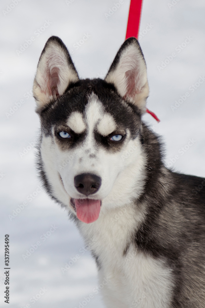 husky, dog, winter, puppy, north, ice, game