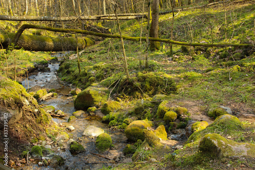 Water spring that flow among fallen trees and rocks. Forest landscape with water stream.
