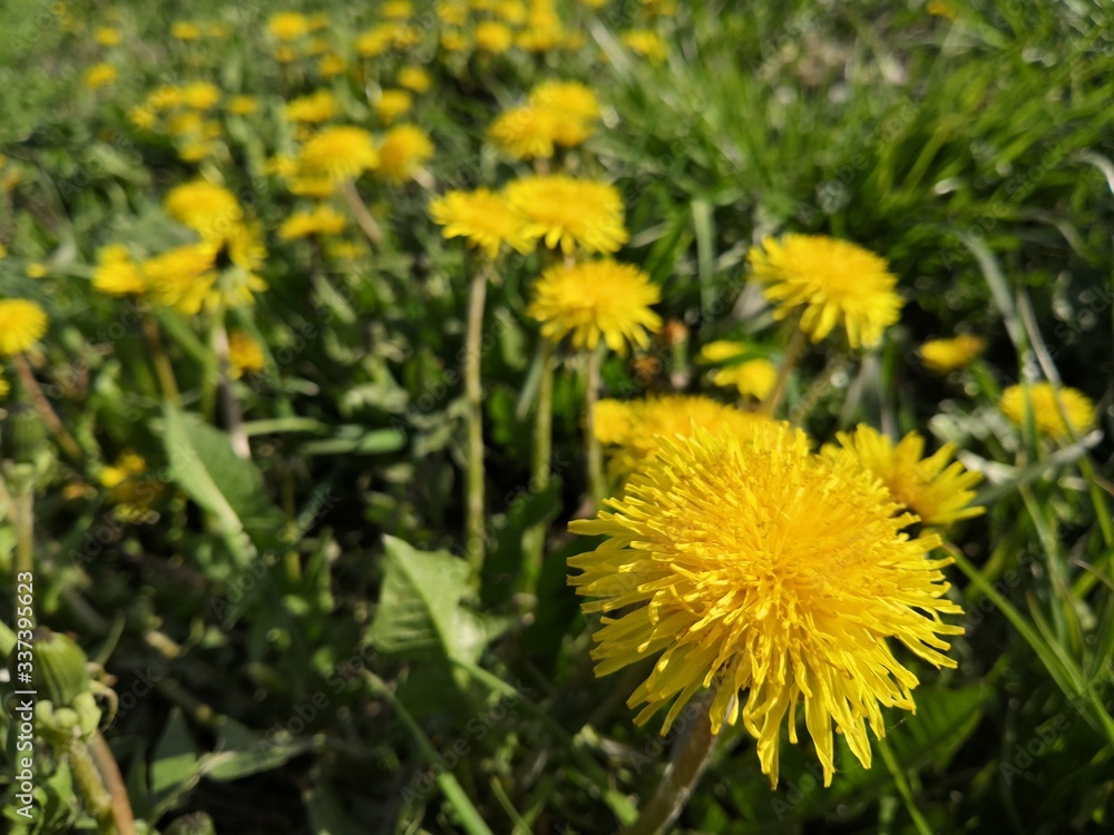 Yellow spring dandelions in the meadow