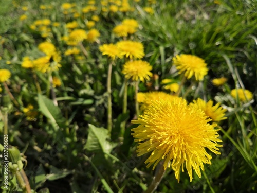 Yellow spring dandelions in the meadow