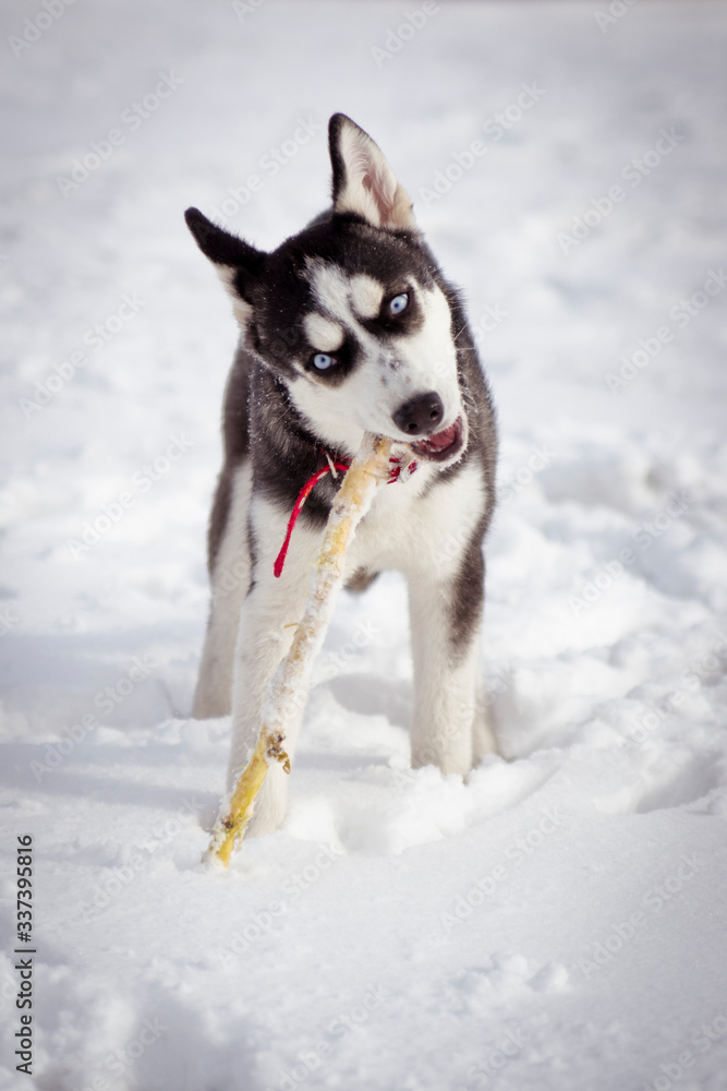 husky, dog, winter, puppy, north, ice, game