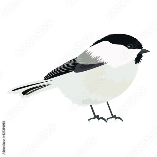chickadee tit bitd vector isolated on white background