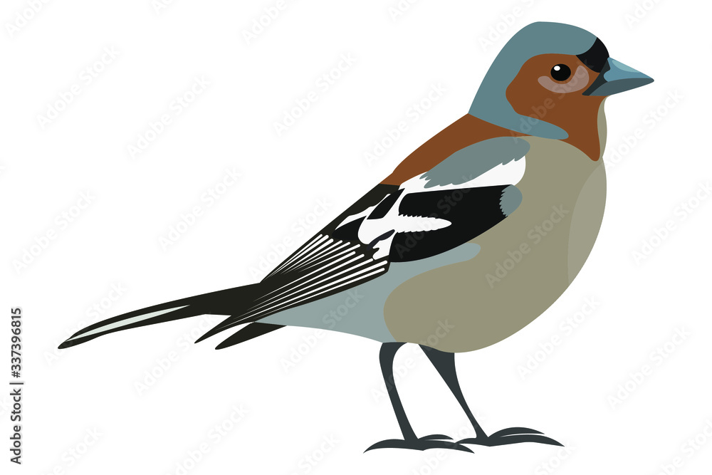 Obraz premium vector illustration of a bird finch