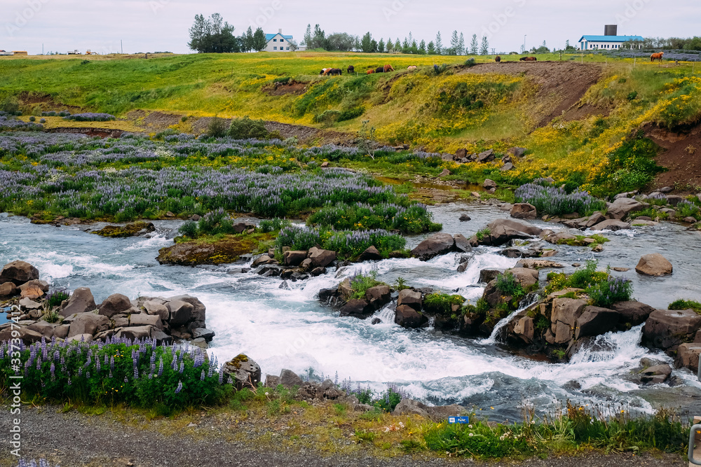 small river in lupine fields near reykjavik in iceland