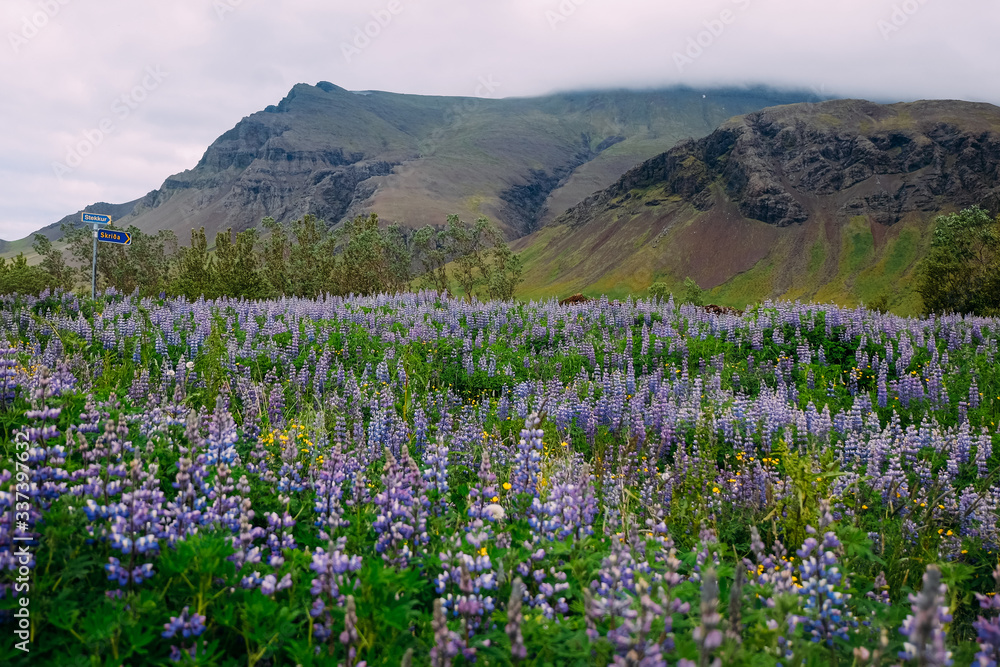 field of purple lupins in iceland on a cloudy day