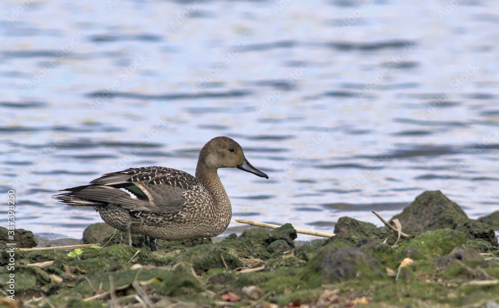 Pintail or Northern Pintail (Anas acuta), Crete Pintail or Northern Pintail (Anas acuta), Crete