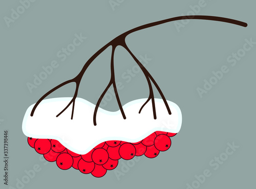 rowan tree in winter with snow vector isolated 