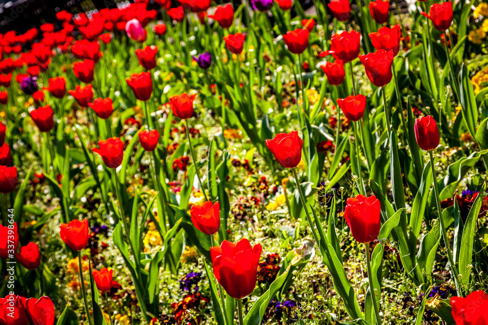 field of back lit red tulips
