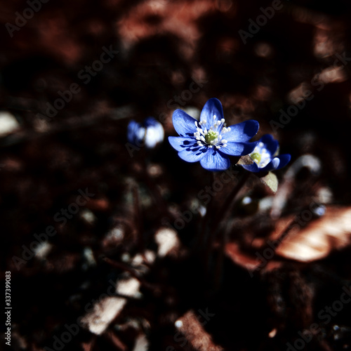 Common hepatica in front of a contrasting background of dry leaves. Spring replaces winter.