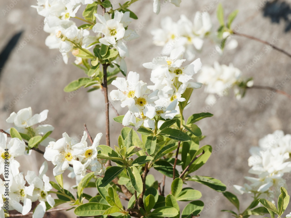 Obraz premium Amelanchier ovalis | Amélanchier à feuilles ovales ou Néflier des collines au feuillage vert mat, revers cotonneux et corymbes de fleurs à pétales blanc étamines jaunes au printemps
