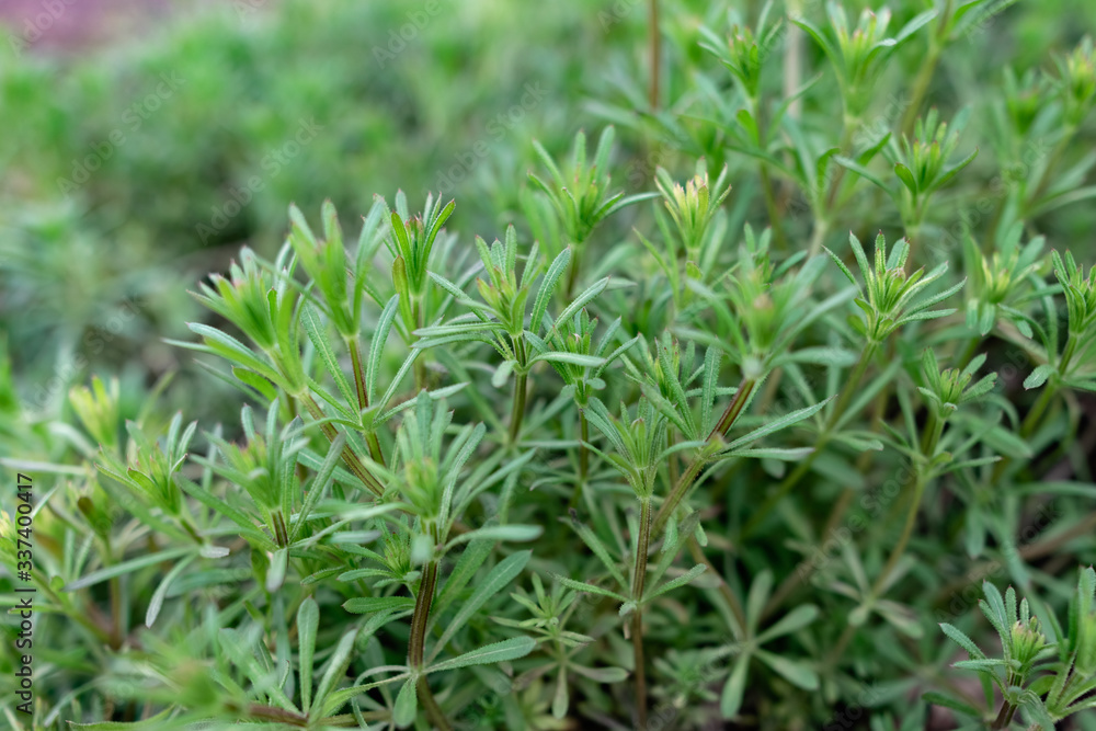 Green grass on thin stems with small leaves and petals. Natural background of natural origin Green grass on thin stems with small leaves and petals. Natural background of natural origin