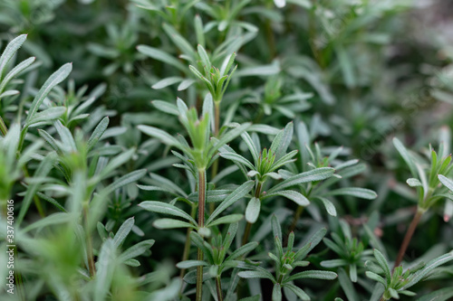 Green grass on thin stems with small leaves and petals. Natural background of natural origin