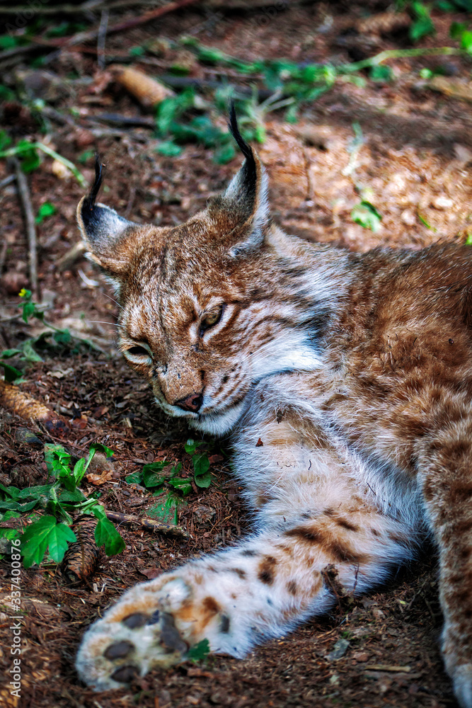 Fototapeta premium Luchs, Lynx lynx