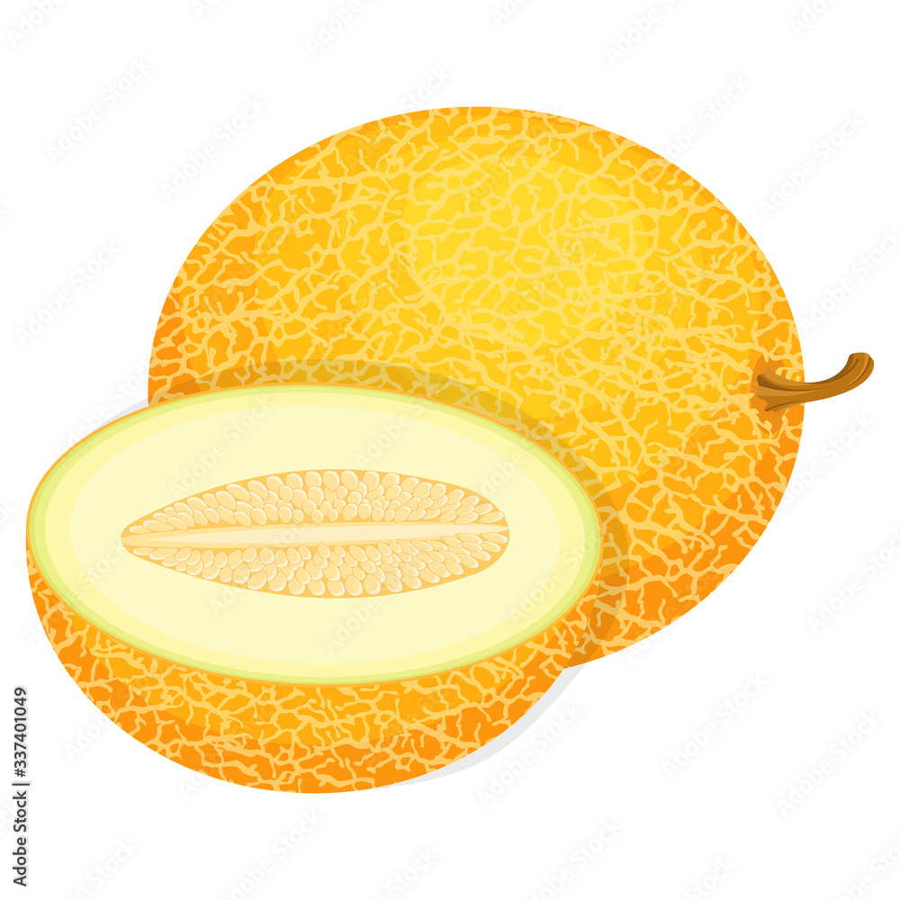 Fresh whole and half melon fruit isolated on white background. Honeydew melon. Summer fruits for healthy lifestyle. Organic fruit. Cartoon style. Vector illustration for any design. Stock Vector | Adobe Stock Fresh whole and half melon fruit isolated on white background. Honeydew melon. Summer fruits for healthy lifestyle. Organic fruit. Cartoon style. Vector illustration for any design. Stock Vector | Adobe Stock