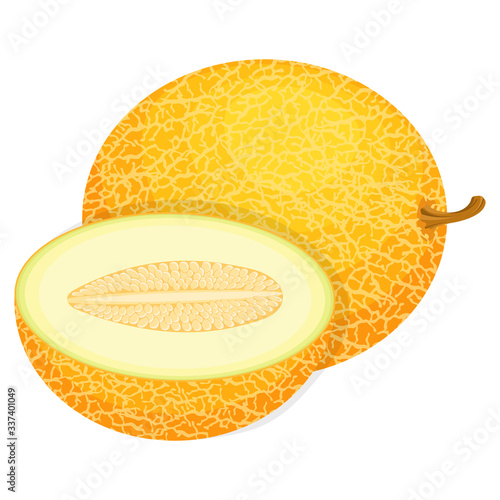 Fresh whole and half melon fruit isolated on white background. Honeydew melon. Summer fruits for healthy lifestyle. Organic fruit. Cartoon style. Vector illustration for any design.