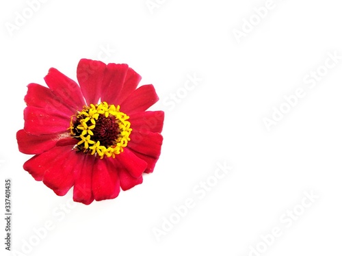 red flower isolated on white. Flower zinnia red isolated on white background