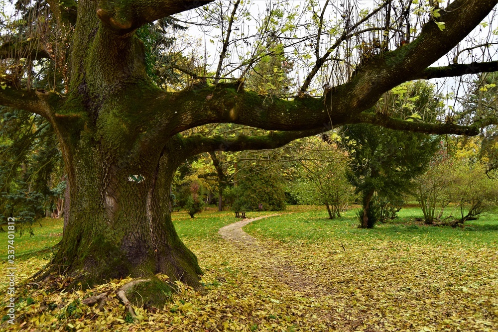 Fototapeta premium Árbol junto a camino en otoó