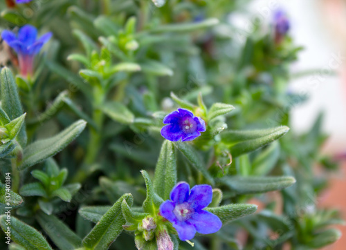 Lithodora diffusa, the purple gromwell, syn. Lithospermum diffusa, is a species of flowering plant in the family Boraginaceae