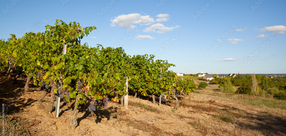 Paysage viticole dans une région de France, Anjou.