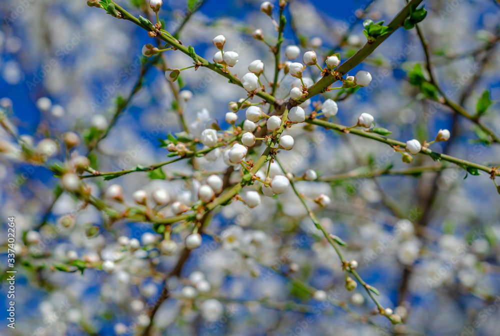 Branch of blooming cherry, spring scene, the awakening of nature, health, nutrition