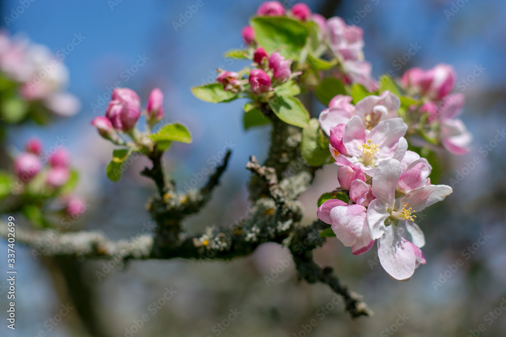 Nahaufnahme von Blüten eines alten Apfelbaumes in der Frühlingssonnen Nahaufnahme von Blüten eines alten Apfelbaumes in der Frühlingssonnen