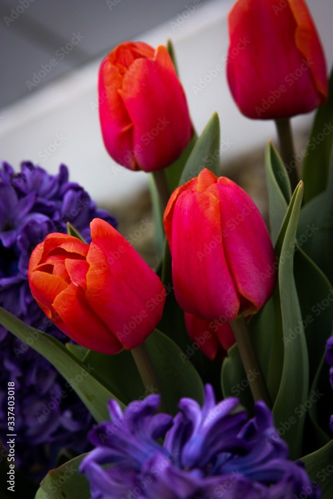 Naklejka premium Protected Pink Flower