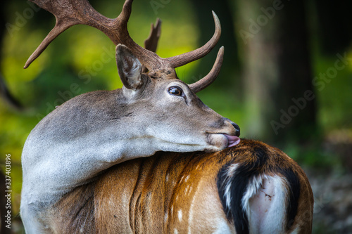 Fototapeta Naklejka Na Ścianę i Meble -  Damwild