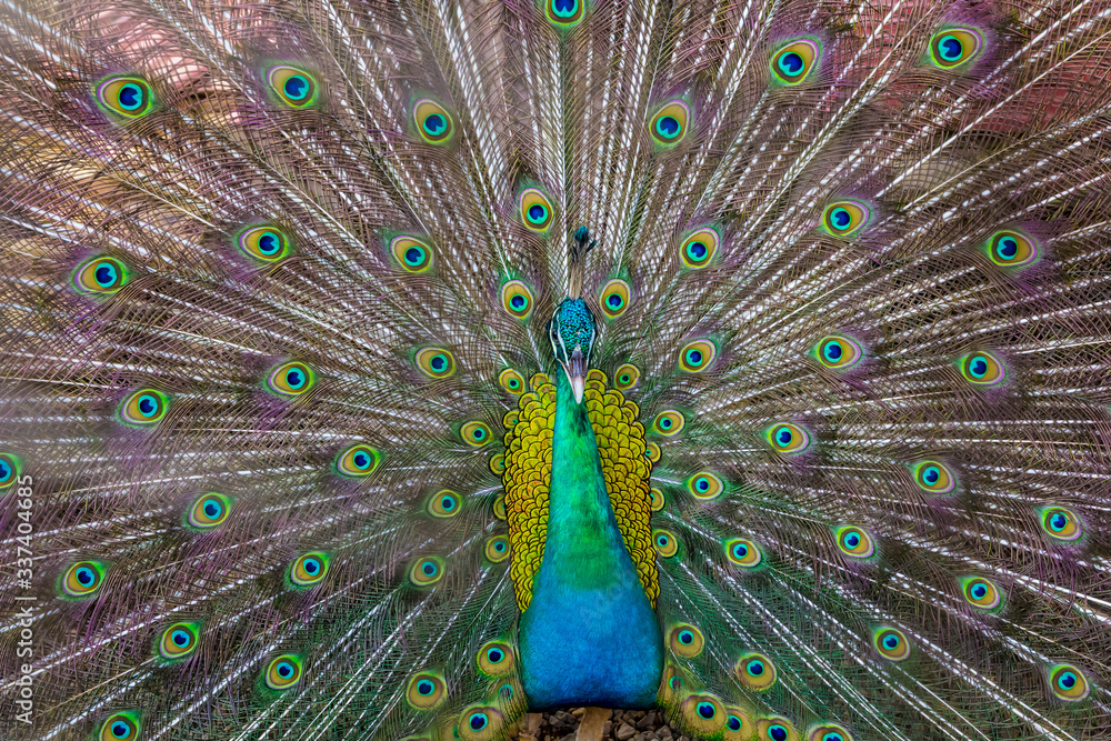 Fototapeta premium The male peacock is showing a beautiful feather. 