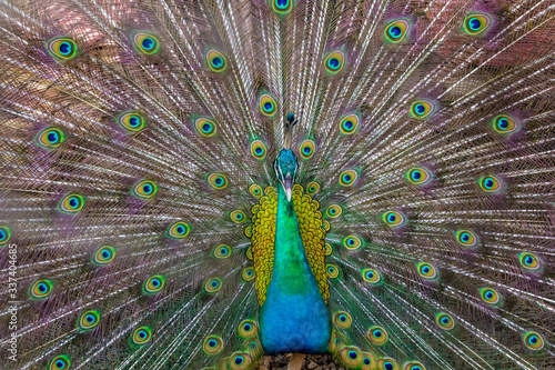 The male peacock is showing a beautiful feather. 