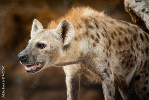 Hyena © J.NATAYO