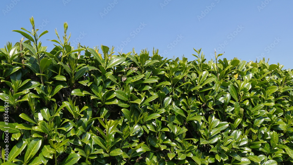 Bright green hedge with clear blue sky
