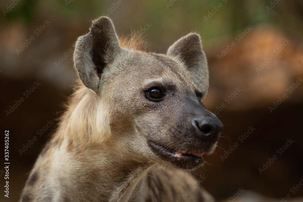 Hyena