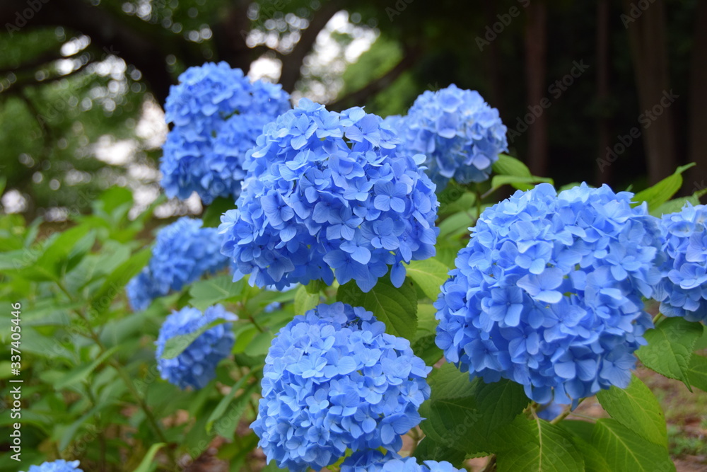 紫陽花4 紫陽花4