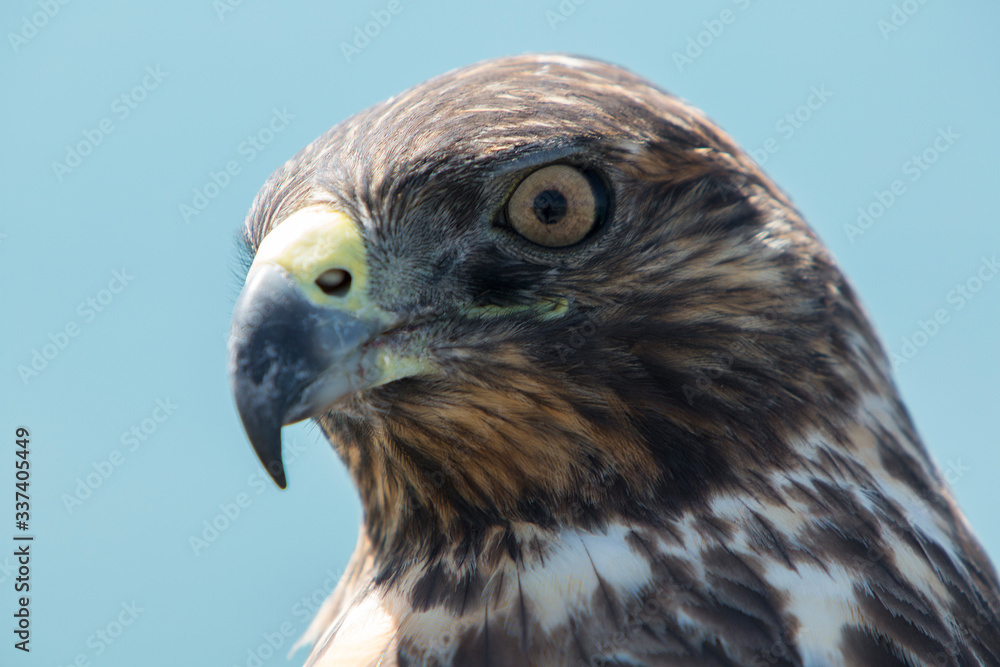 Naklejka premium Closeup of Galapagos Hawk (Buteo galapagoensis). Vulnerable and endemic specie living in the Galapagos islands. Puerto Villamil, Isabela Island, Galapagos, Ecuador.