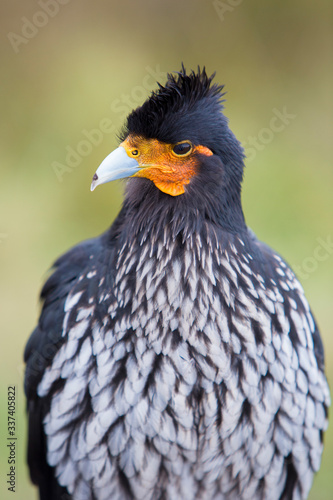 Closeup of a Curiquinge andean bird in Cotopaxi National Park near Quito  Ecuador 2015.