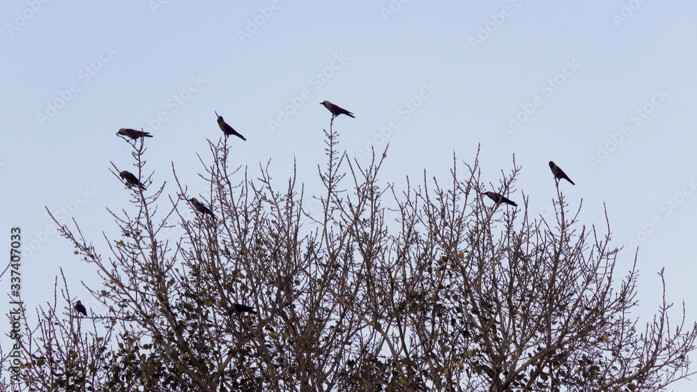 Birds displaying social distancing Birds displaying social distancing