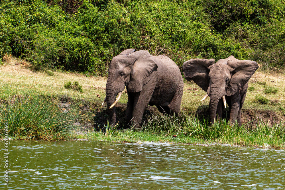 Fototapeta premium Elephants Kazinga Channel