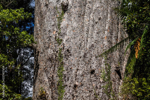 The rare Kauri tree in the Waipua Forest, Dagraville, New Zealand photo