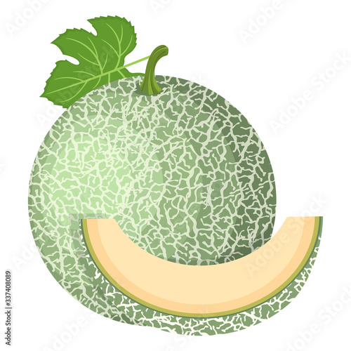 Fresh whole, cut slice melon fruit isolated on white background. Cantaloupe melon. Summer fruits for healthy lifestyle. Organic fruit. Cartoon style. Vector illustration for any design.