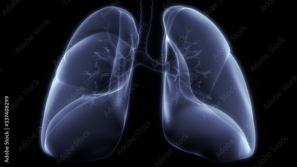 Lungs a Part of Human Respiratory System Anatomy X-ray 3D rendering Lungs a Part of Human Respiratory System Anatomy X-ray 3D rendering