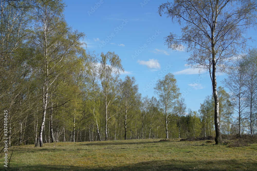 Obraz premium Birch Taiga like forest landscape during spring