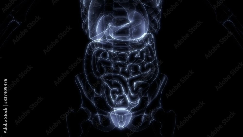 Fototapeta premium Human Internal Organ of Urinary System Kidneys with Bladder Anatomy X-ray 3D rendering