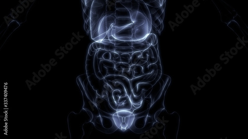 Human Internal Organ of Urinary System Kidneys with Bladder Anatomy X-ray 3D rendering