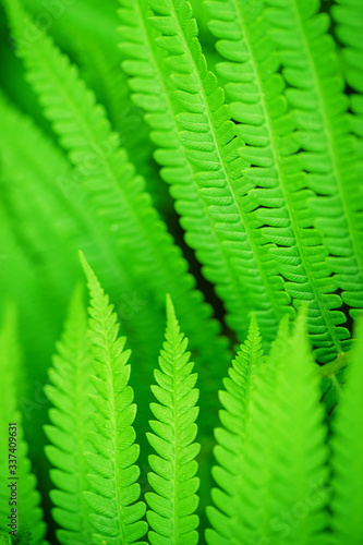 Green leaf. Green leaf of fern black background. Wildlife Paportik. Symbol Wildlife Ecology.
