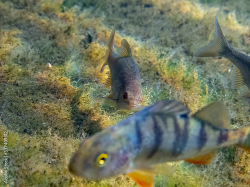 Freshwater fish in Danube. 