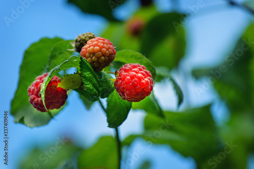 Red raspberries. Raspberries on a branch in the garden. Raspberries in the sun. Red berry with green leaves in the sun. Photo of ripe raspberries on a branch.