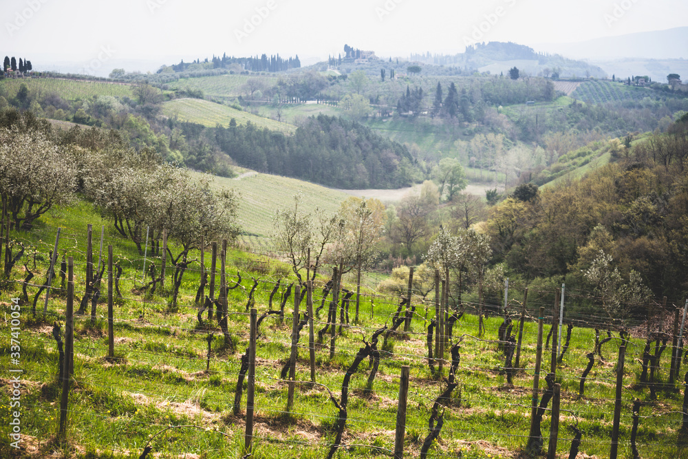 vineyard at the Toscana